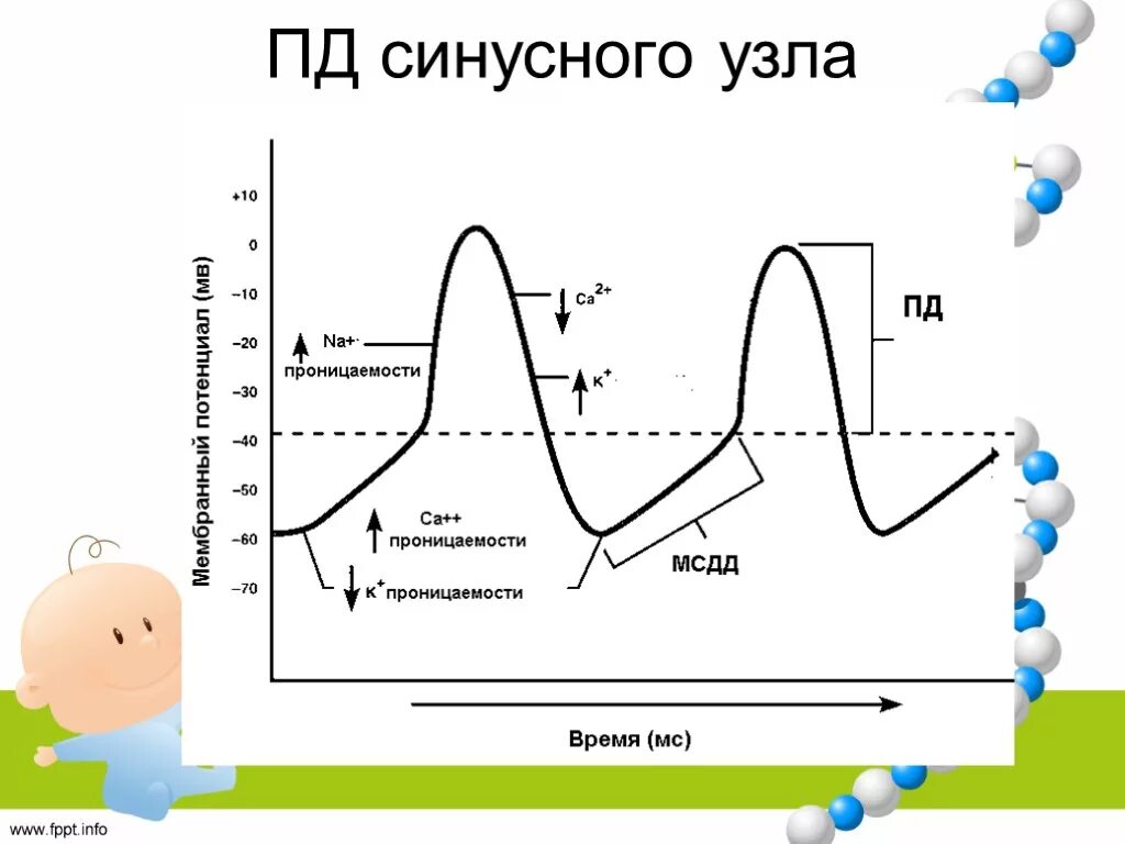 Пд л. Фазы потенциала действия са узла. Потенциал действия в синоатриальном узле. Потенциал действия клеток синусного узла. График потенциала действия атипичных кардиомиоцитов.