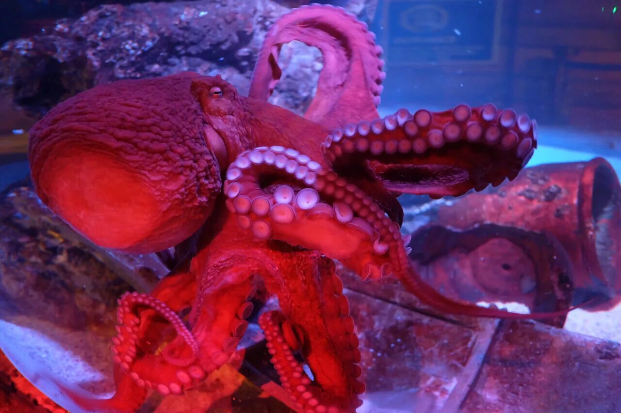 Океанариум осьминоги