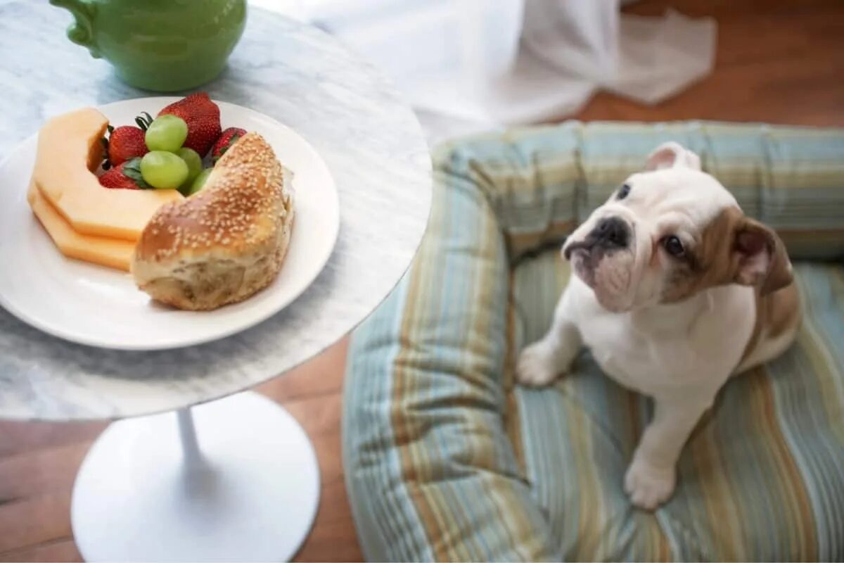 Бульдог с едой. Бульдоги еда корейская. Dog on the Table. Чем кормить щенка американского бульдога.