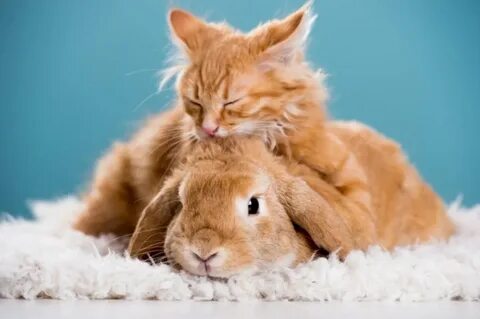 Red pets