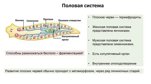 Плоские черви в рыбе