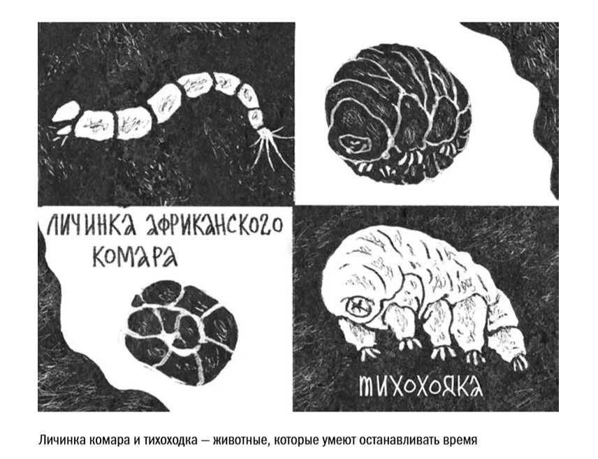 Против часовой пол. Тихоходка криптобиоз. Тихоходка строение. Ангидробиоз тихоходки. Тихрходкав криптобиозе.