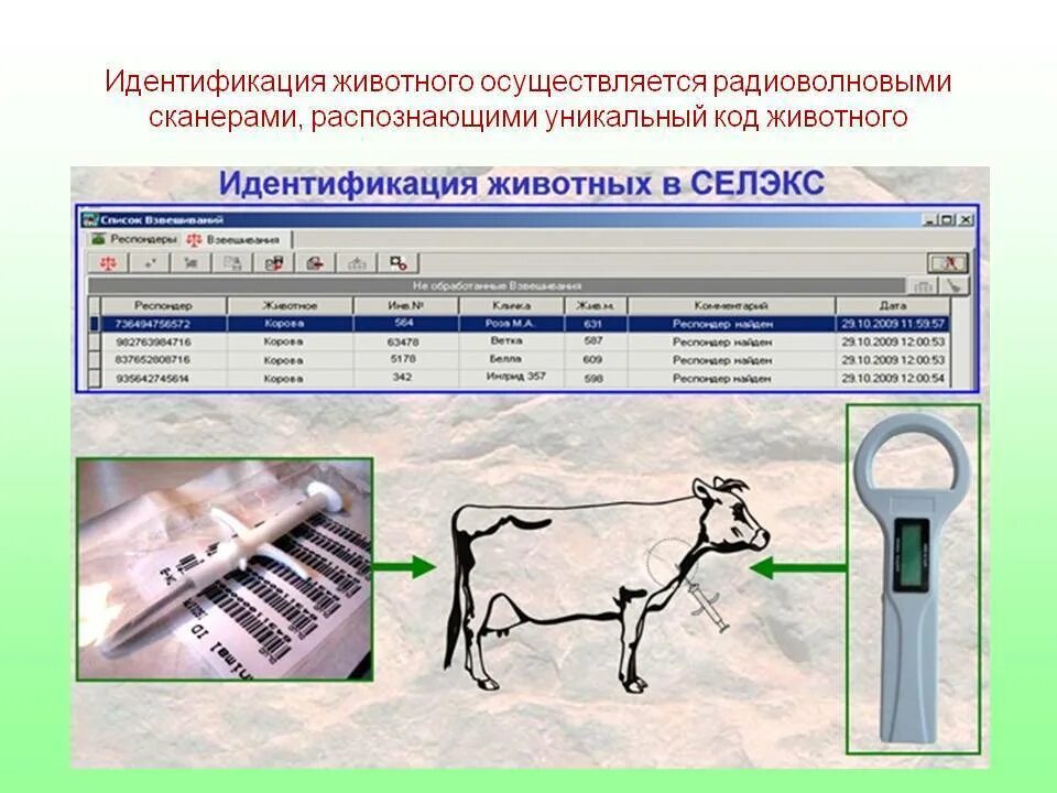 Современные методы идентификации. Идентификация животных. план идентификации животных. идентификация животных методы. электронные системы идентификации животных.
