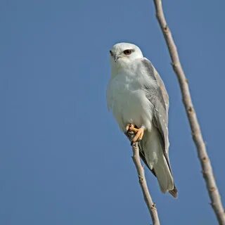 Белый коршун птица