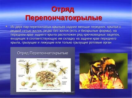 Пчела полное или неполное