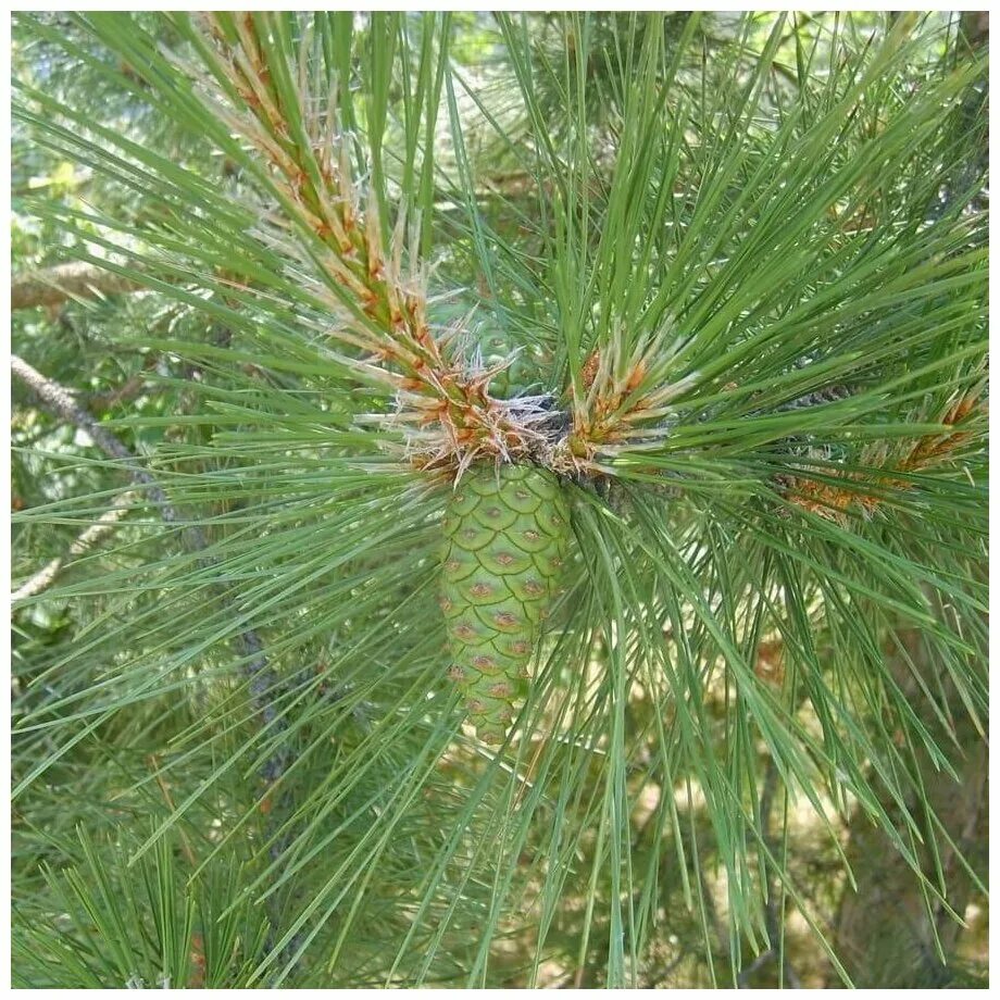 Сосна крымская купить. Сосна Крымская (Палласа) Pinus pallasiana. Сосна Крымская (Палласа) семена. Сосна Крымская семена. Семечко сосны Крымской.