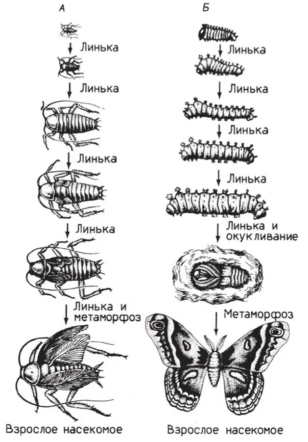 Стадии жизненного цикла насекомых с полным превращением. Схема развития с полным и неполным превращением. Фазы развития насекомого с полным превращением. Схема полного развития насекомых. Стадии развития с метаморфозом
