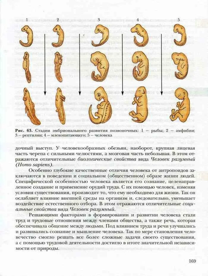 Биология 8 класс учебник размножение человека. Биология 9 класс анатомия. Учебник по биологии 8 класс тема размножение. Развитие эмбриона человека учебник биологии. Особенности размножения человека 9 класс биология