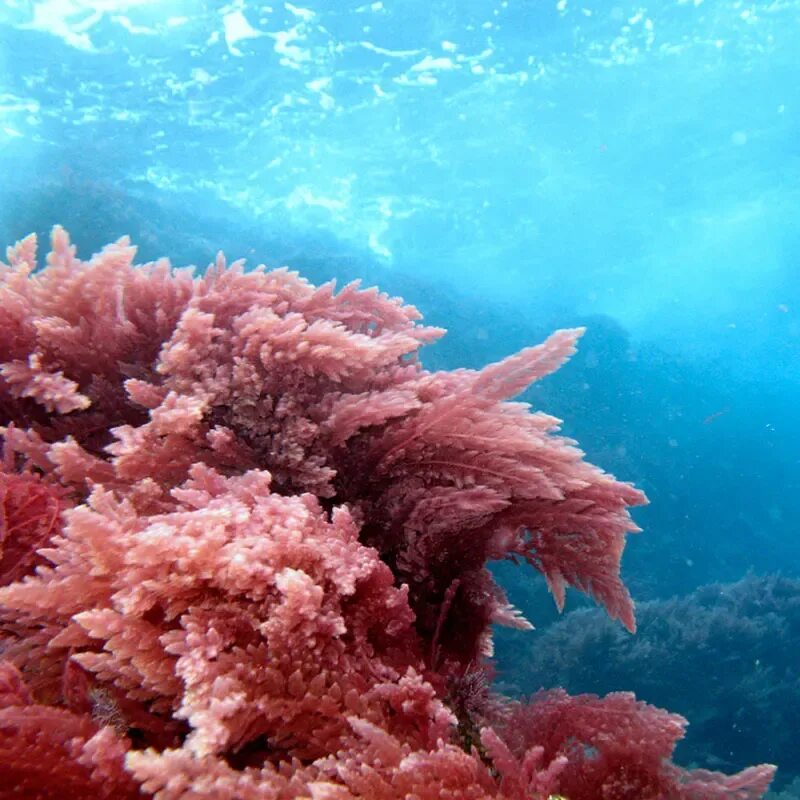 Красные водоросли багрянки. Красные водоросли порфира. Красные водоросли (Rhodophyta). Багрянка порфира.