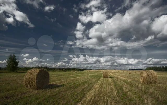 ФотоТула. Игорь Щербаков. На поле куликовом.