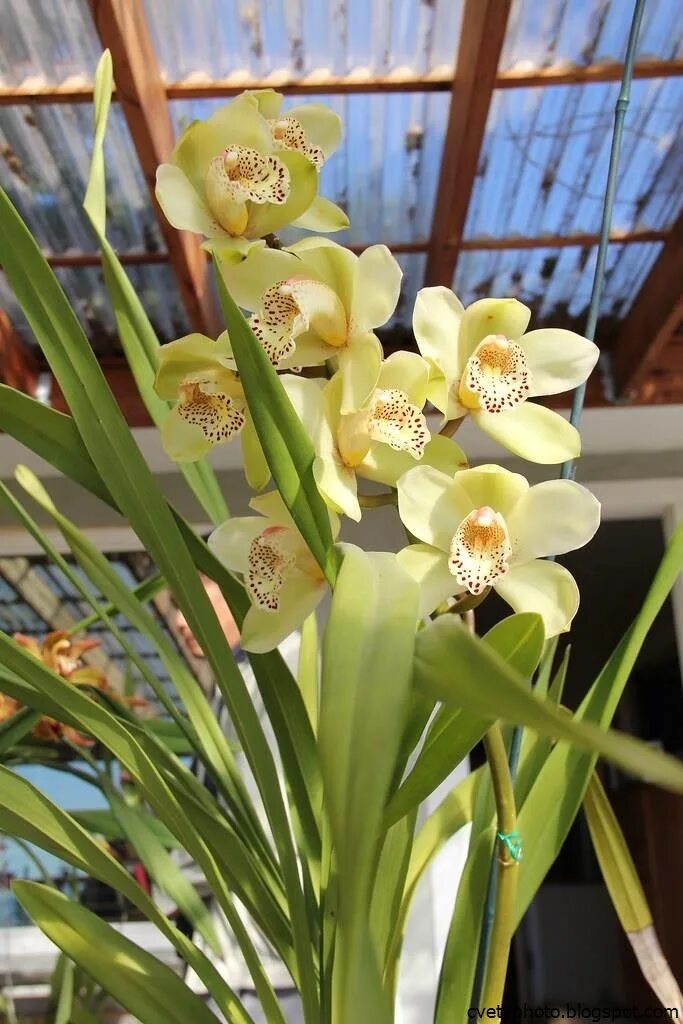 Орхидея цимбидиум как ухаживать. Орхидея Цимбидиум. Орхидея Цимбидиум зеленая. Королевский Цимбидиум.