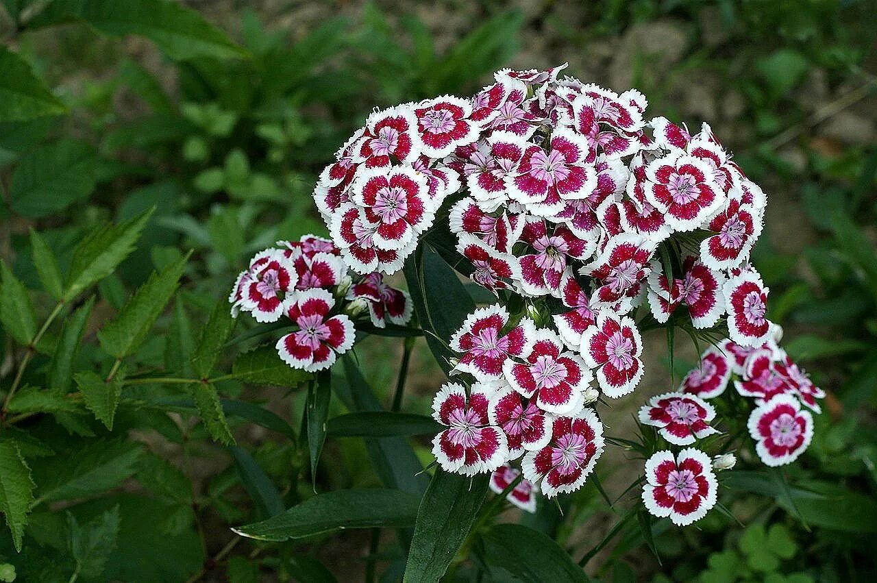 Турецкая гвоздика весной. Гвоздика бородатая - Dianthus barbatus. Гвоздика турецкая (бородатая). Диантус, гвоздика (турецкая).