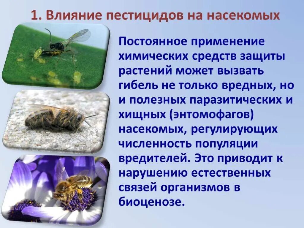 Химическое вещество для борьбы с насекомыми