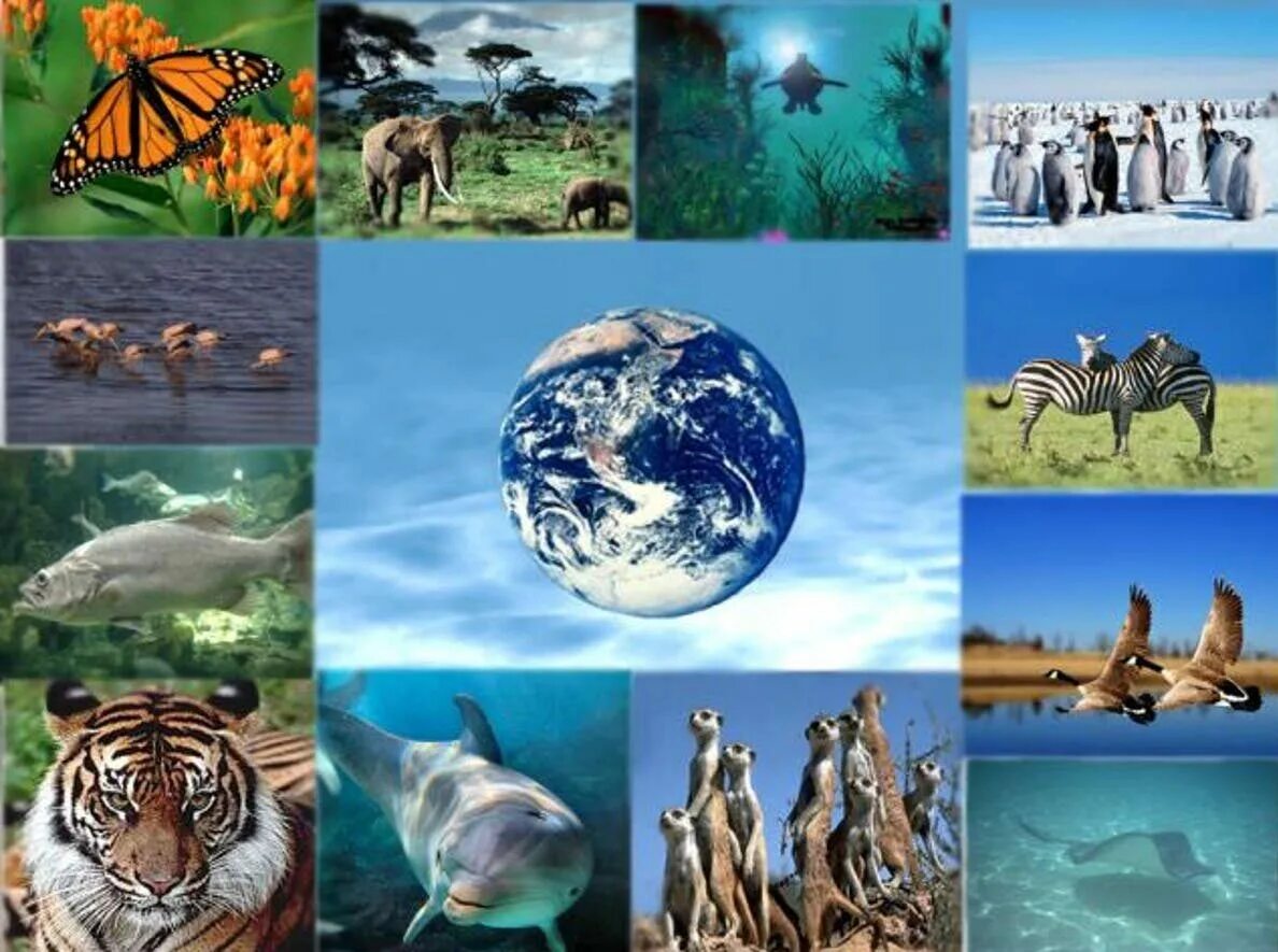 Органический мир нашей планеты подразделяется на. Биологическое разнообразие. Биоразнообразие земли. Уменьшение биоразнообразия. Животный мир планеты.