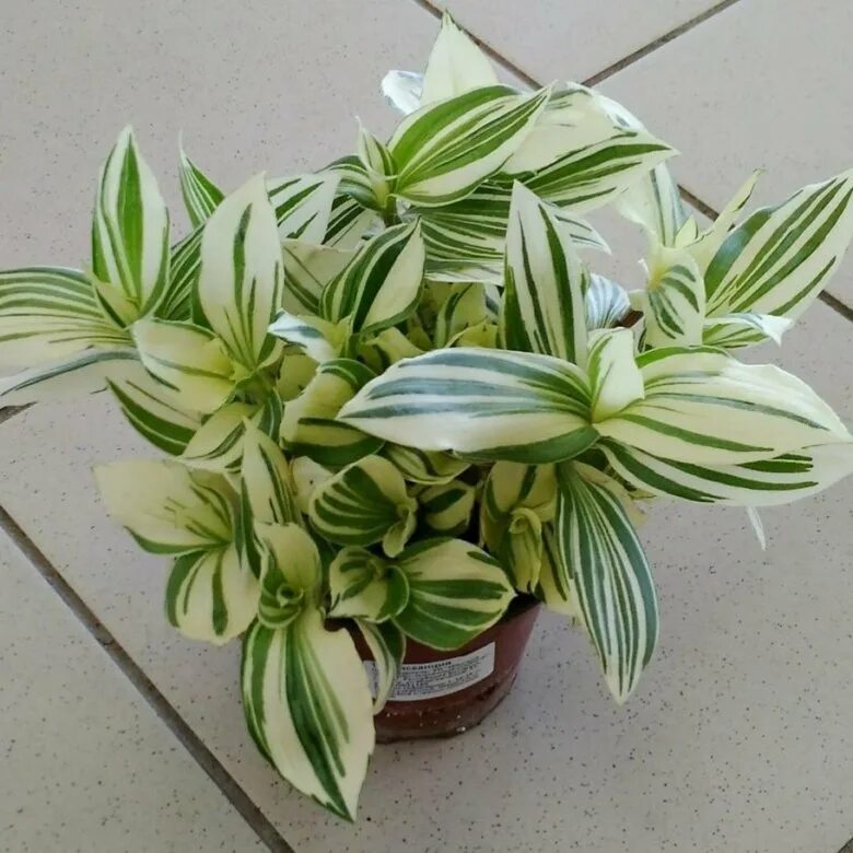 Традесканция альбовитата. Tradescantia zebrina. Традесканция белоцветковая альбовитата. Традесканция альбифллра вариегатв. Традесканция приречная флуминенсис.