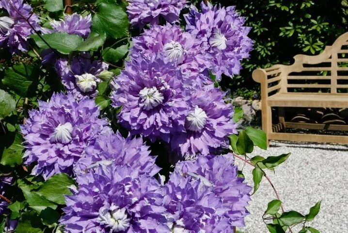 Clematis Diamantina Clematis, Spring plants, Beautiful blooms