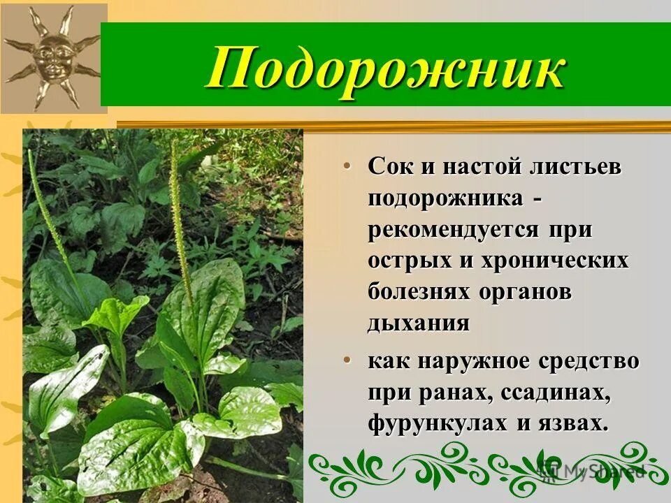 Подорожник средний подорожник ланцетный подорожник большой. Лекарственные растения удмуртии. Строение листа подорожника. Листья подорожника описание листьев. Листья подорожника описание листьев.