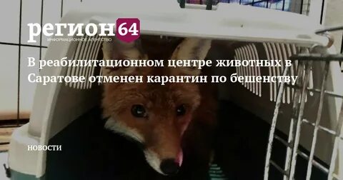 Карантин по бешенству в москве 2024