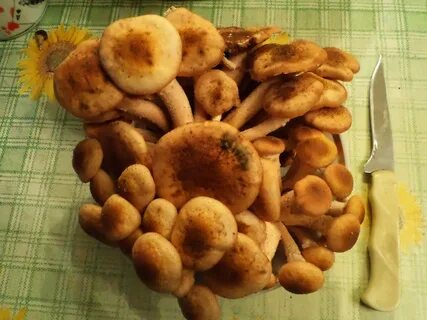 Рецепт печенья грибочки