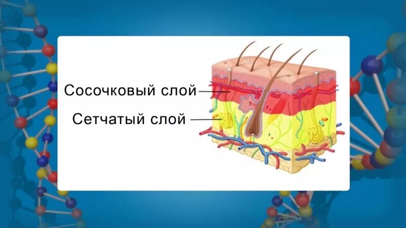 Функции сетчатого слоя