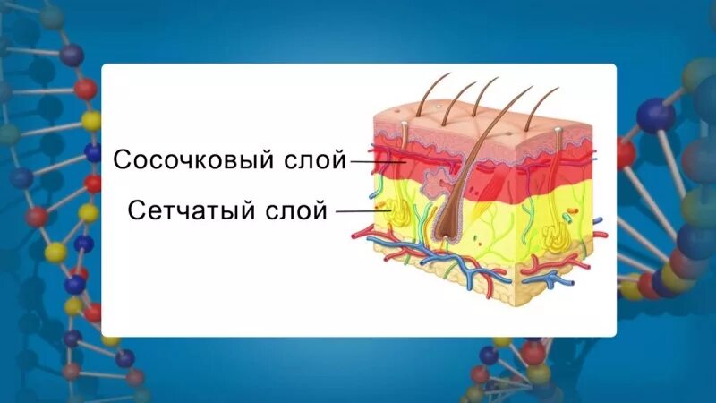 Сосочковый и сетчатый слой. Сетчатый слой кожи. Сосочковый и сетчатый слой дермы. Сосочковый слой кожи. Дерма сосочковый слой сетчатый слой.