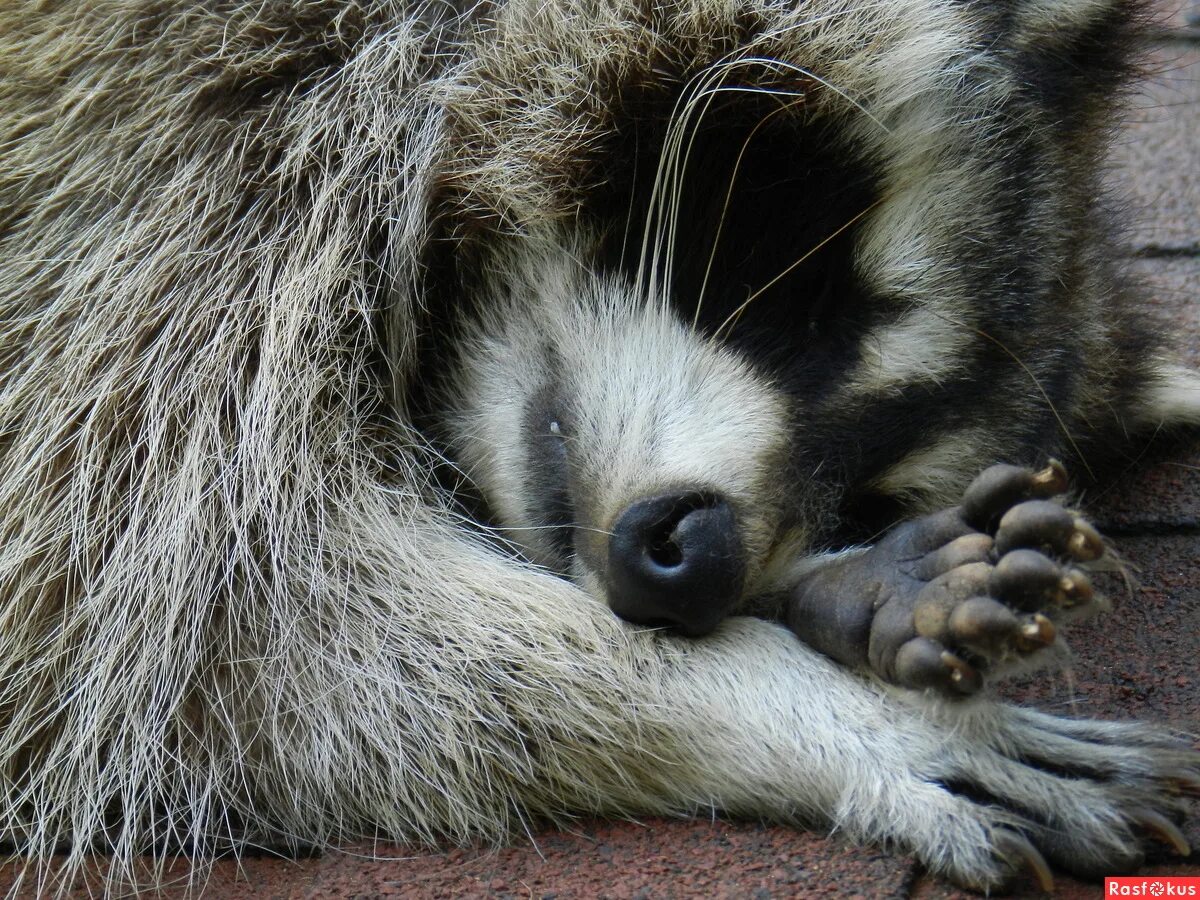 Спящий енот. Спящий енот. Енот полоскун спящий. Спящий енот. Енот ракун.