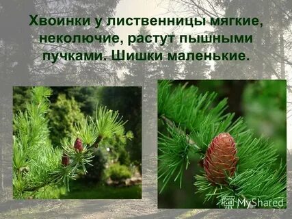 Какие хвоинки у лиственницы