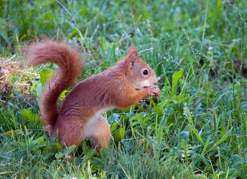 заяц-русак в белоруссии. европейская лань беловежская пуща. животные рб. зубр в березинском заповеднике. бурый медведь беларуси.