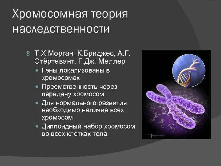 Учение о наследственных. Хромосомная теория наследственности Моргана. Хромосомная теория т Моргана. Хромосомная теория Томаса Моргана. Теория наследственности Моргана.