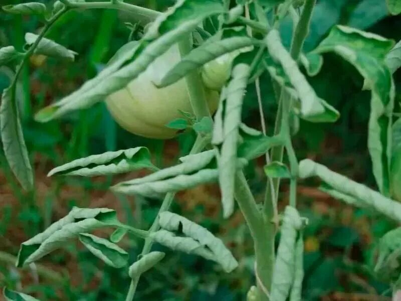 скручиваются листья у томатов. почему скручиваются листья вниз. почему скручиваются листья вниз. аспермия рассады томатов. почему скручиваются листья вниз.