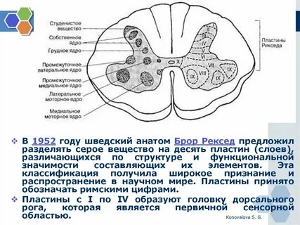 Пластины серого вещества