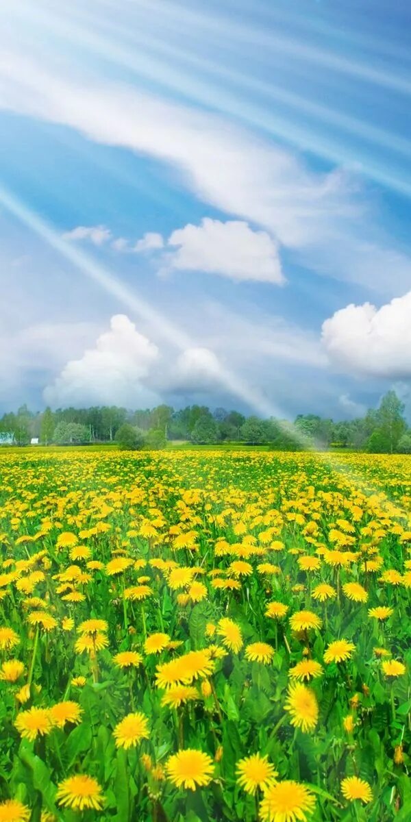 Красивое поле одуванчиков. Красивый луг. Летняя природа. Луг солнце. Время года лето солнечное