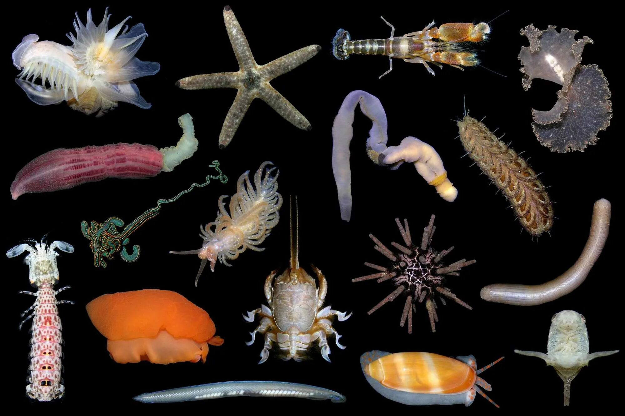 Группа морских организмов на дне океана. Кишечнополостные черви моллюски. Бентос Ланцетники. Гидробионты бентос. Кишечнополостные черви брюхоногие моллюски.