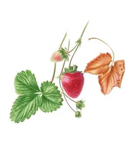 Клубника без листьев