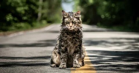 Кошачьи мертвецы