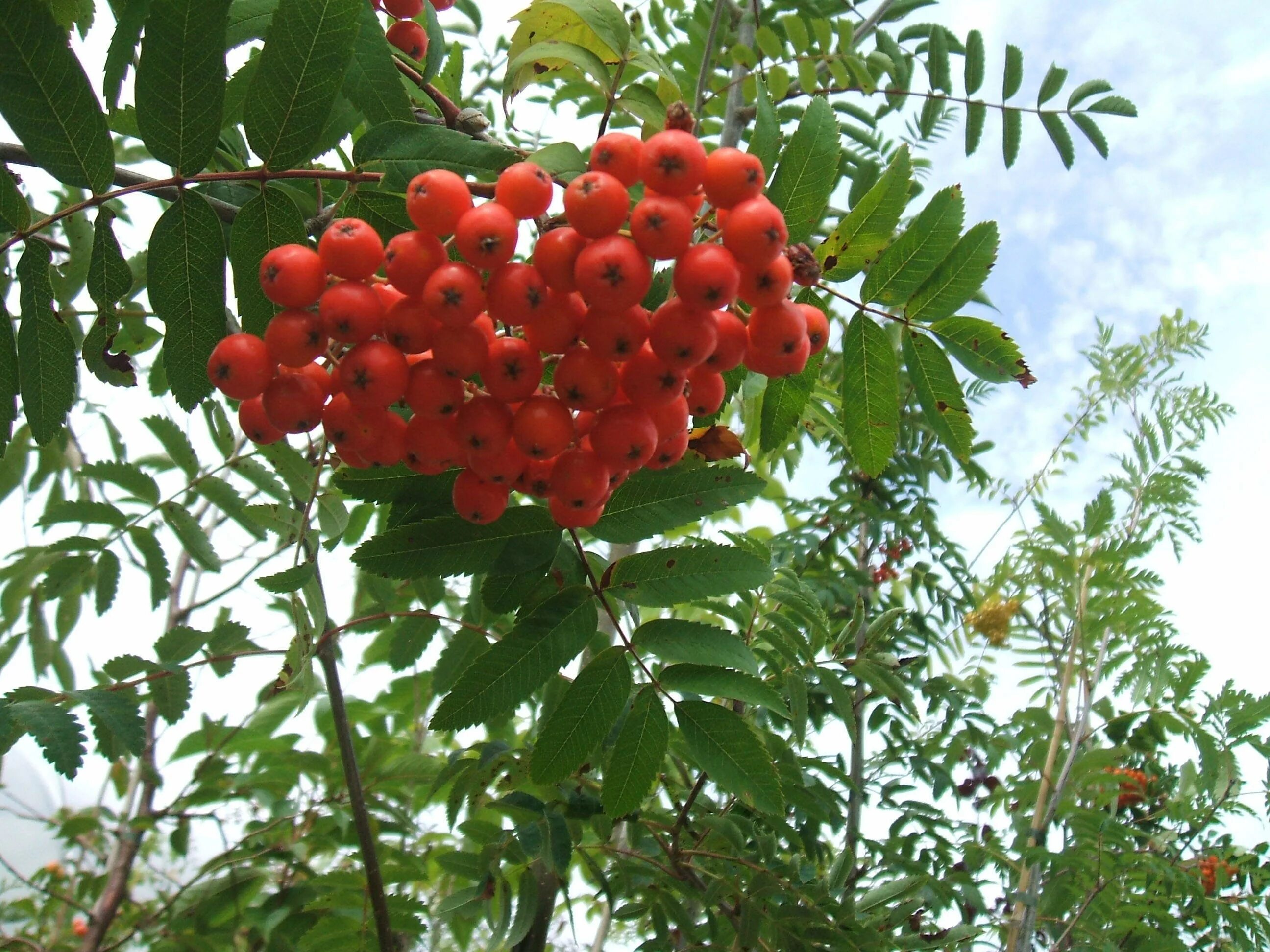 Рябина обыкновенная купить. Рябина обыкновенная Sorbus aucuparia. Рябина обыкновенная (Sorbus aucuparia l.). Рябина обыкновенная "Вефед".