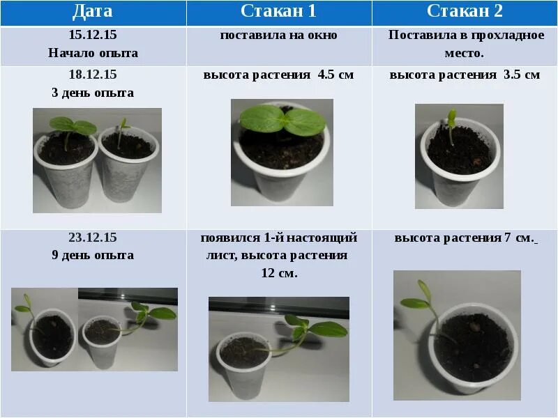 Как влияет на семена освещенность