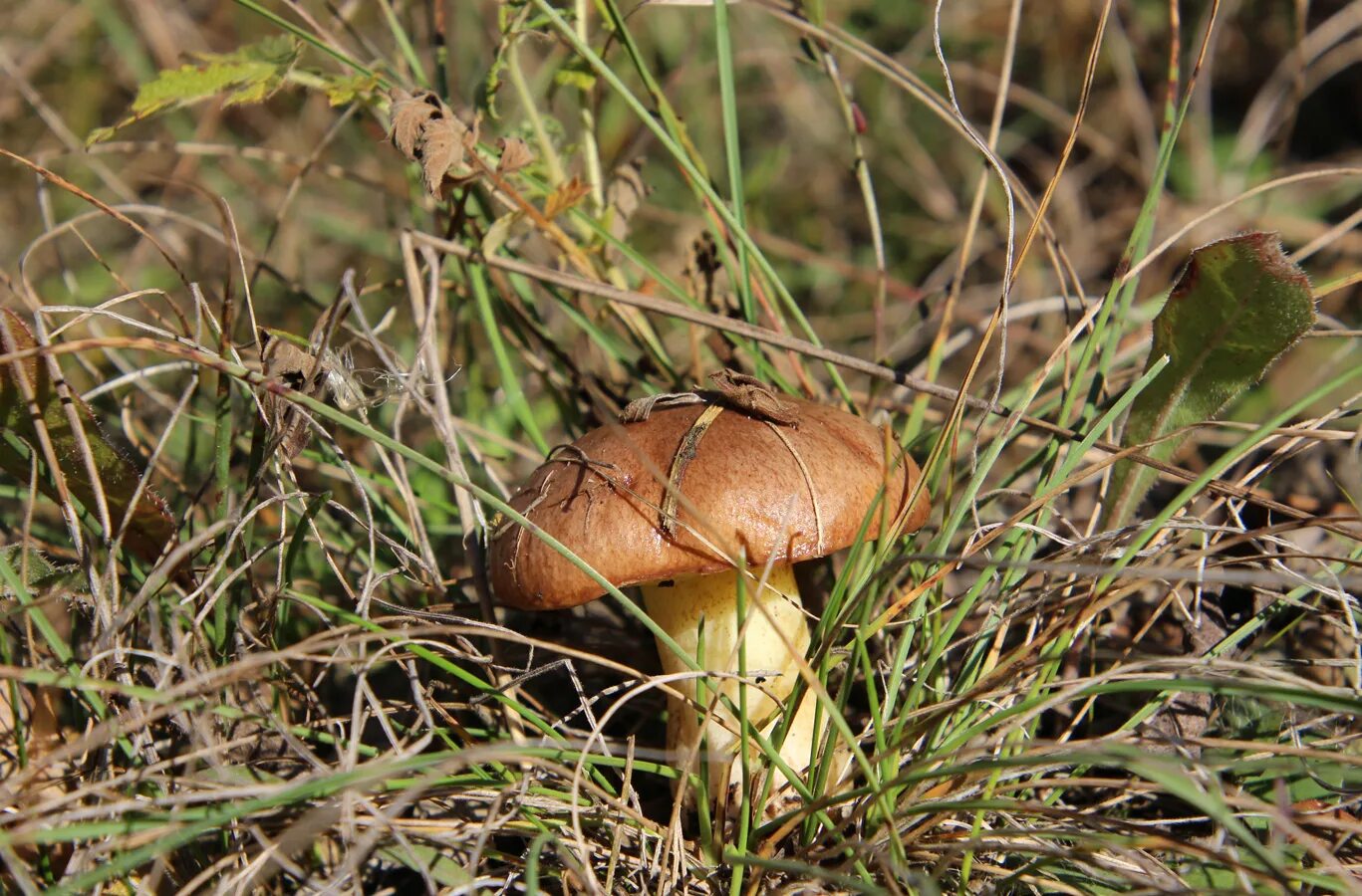 Маслёнок трентийский (suillus tridentinus). Боровые маслята описание. Маслёнок гриб желто бурый. Грибы маслята тихая охота. Грибы маслята ложные.