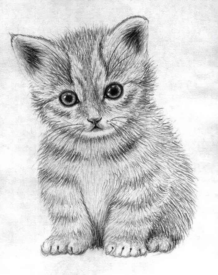 Рисование кошечку. Кошка карандашом. Рисунки котиков. Котёнок рисунок карандашом. Котенок простым карандашом.