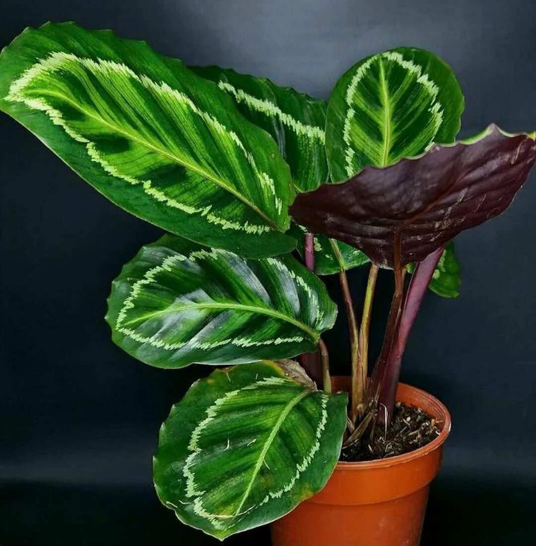 Калатеи виды и сорта фото