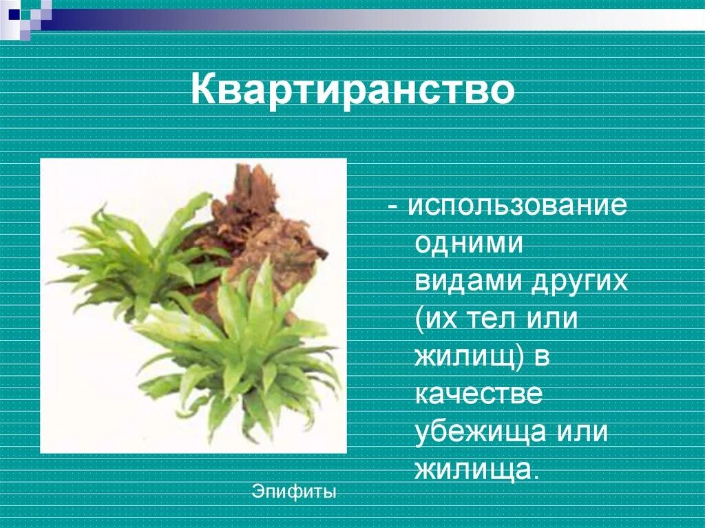 Биотические взаимоотношения - презентация онлайн