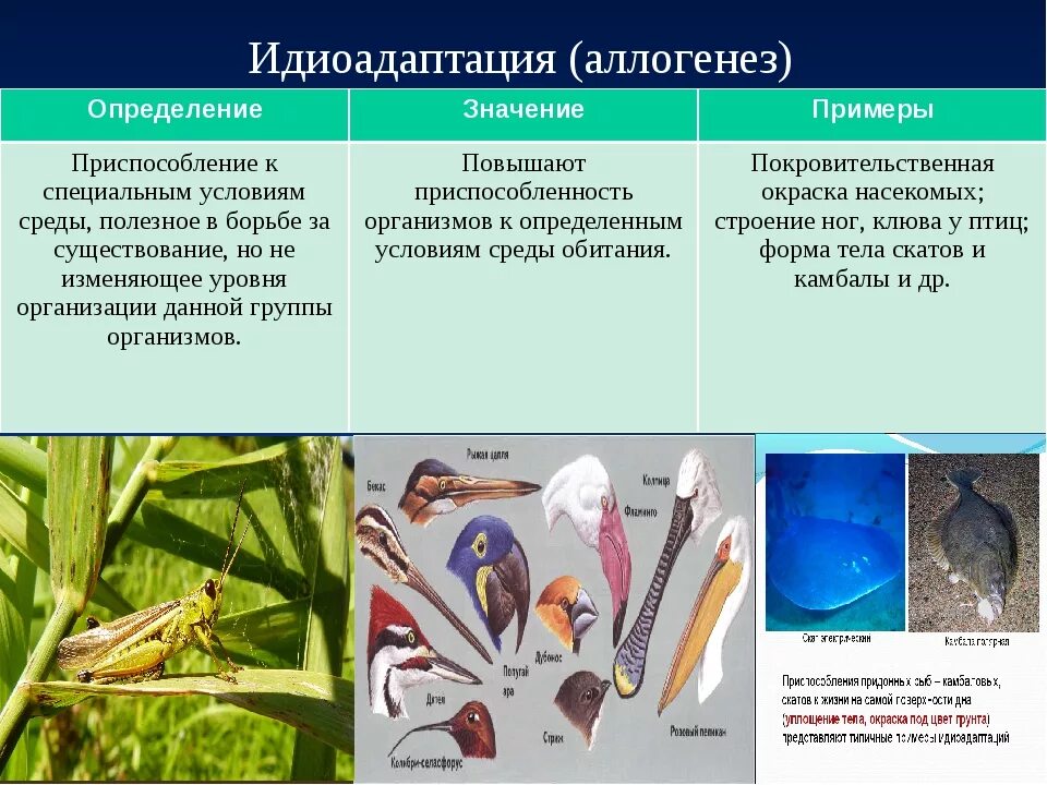 Идиоадаптация примеры. Аллогенез и идиоадаптация. Идиоадаптация примеры у животных. Примеры идиоадаптации у растений. Пути эволюционных изменений