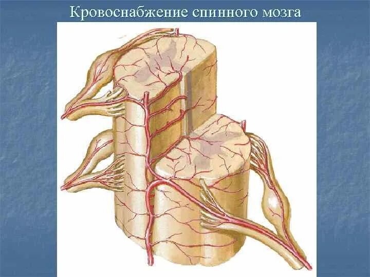 Кровоснабжение межпозвоночных дисков. Кровеносные сосуды спинного мозга. Кровоснабжение спинного мозга анатомия. Артерии и вены спинного мозга.