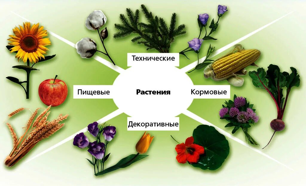 Функции покрытосеменных. Съедобные Покрытосеменные растения. Культурные Покрытосеменные растения. Пищевые цветковые растения. Пищевые культурные растения.