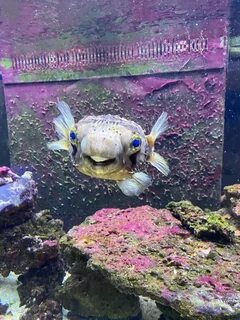 Is the fish happy