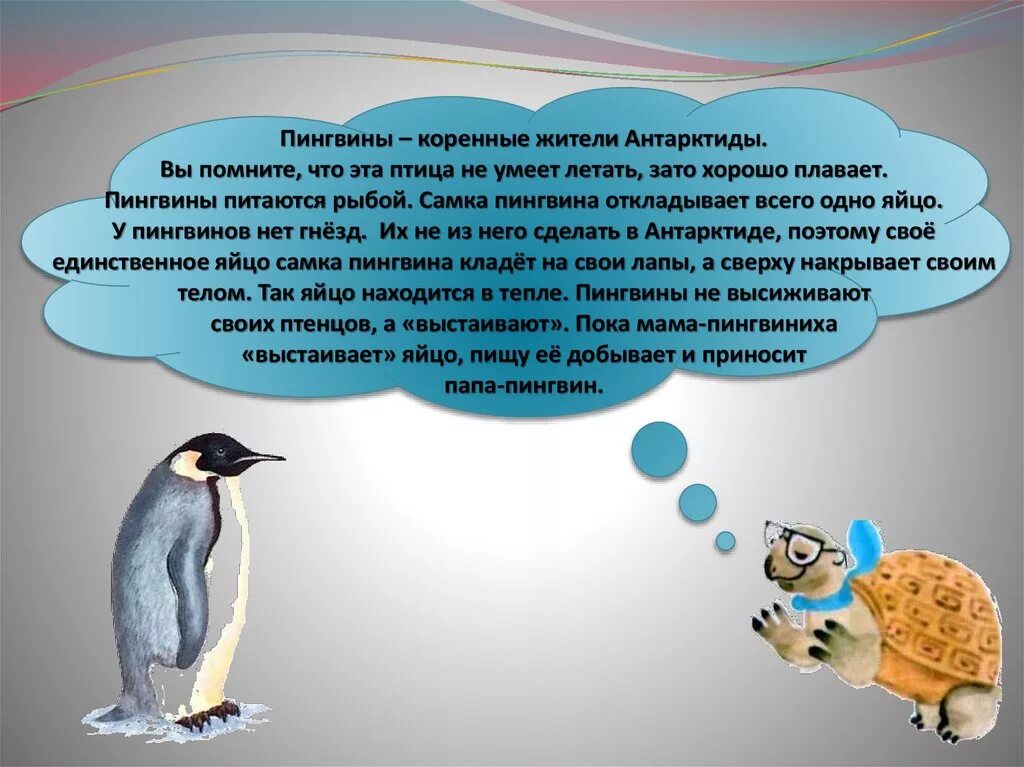 Про пингвина рассказ 1. Пингвин для детей. Сведения о пингвинах. Рассказать о пингвинах. Доклад про пингвинов.