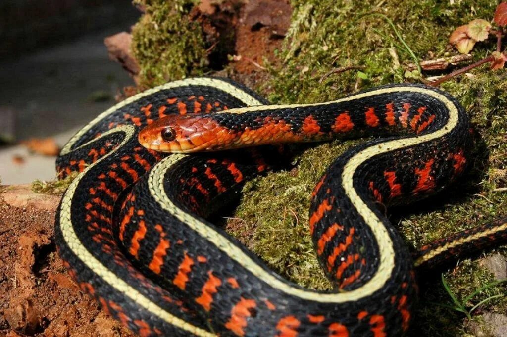 Калифорнийскаяподвязочная змеяъ. Thamnophis sirtalis. Калифорнийский подвязочный уж. Уж гадюка ,Кобра, питон.