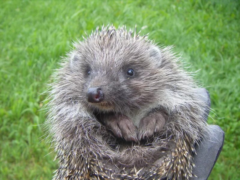 Зубы ежика. Ежик хищник. Еж и гадюка. Хищный еж. Ежик хищник.