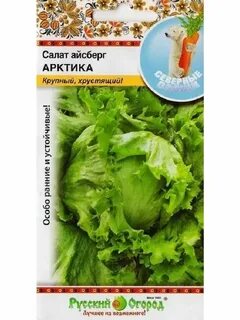 Салат айсберг в огороде