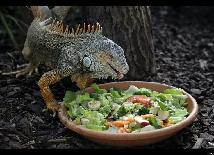 Можно ли кормить ящерицу. Зеленая игуана ест фрукты. Игуана обыкновенная зеленая еда. Питание ящериц. Ящерицы питаются.